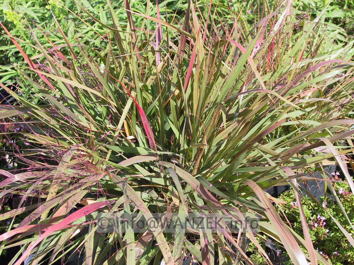 Eragrostis spectabilis 2.JPG